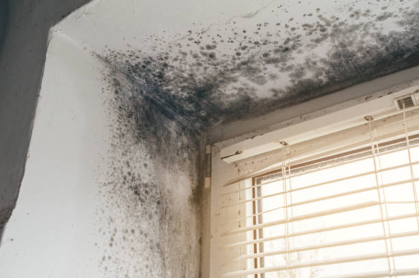 Affordable Attic Mold Remediation solutions in Lincoln, MA